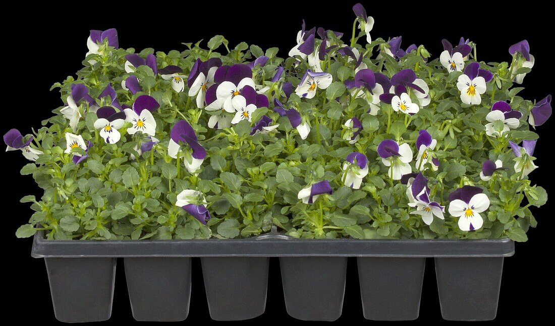 Viola cornuta, white-purple