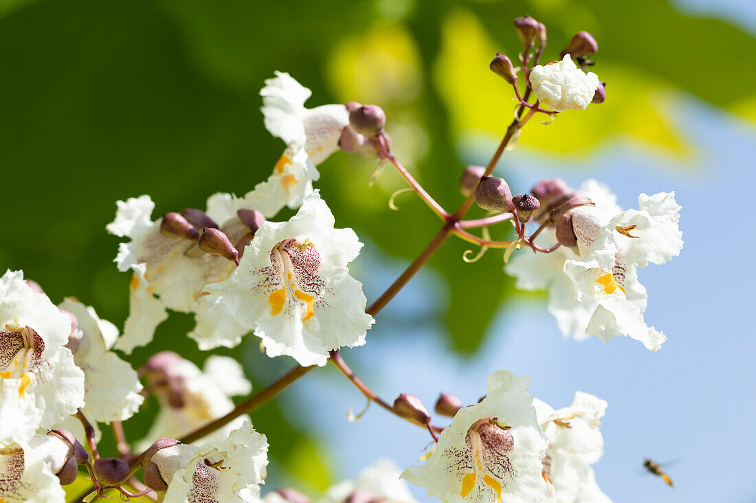 Catalpa bignonioides