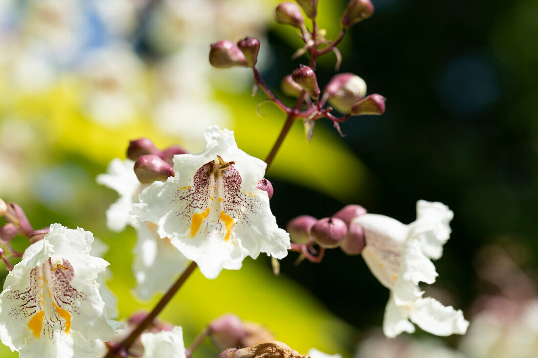 Catalpa bignonioides