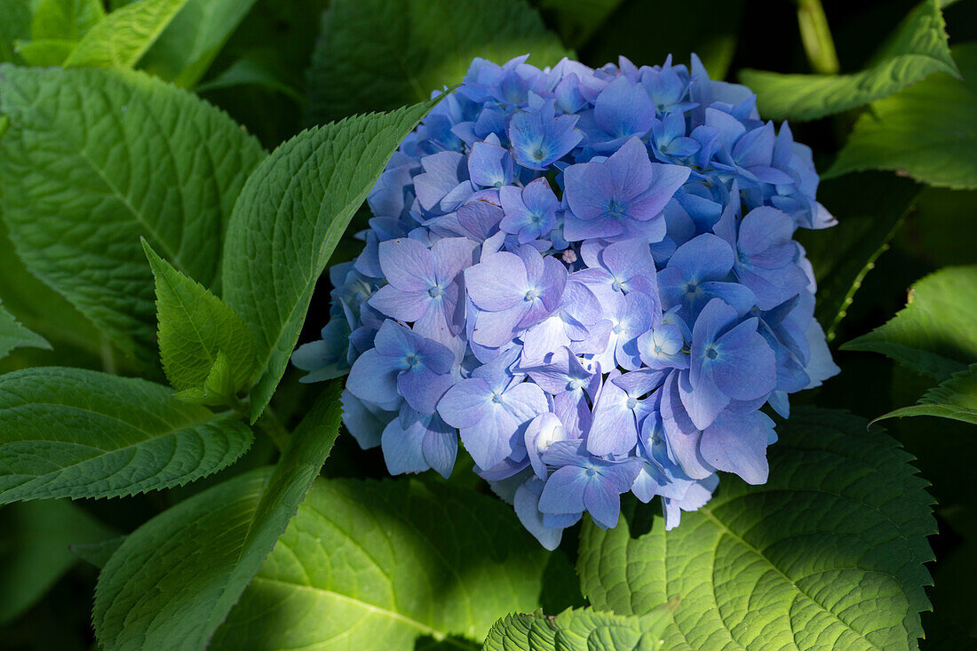 Hydrangea macrophylla, blau