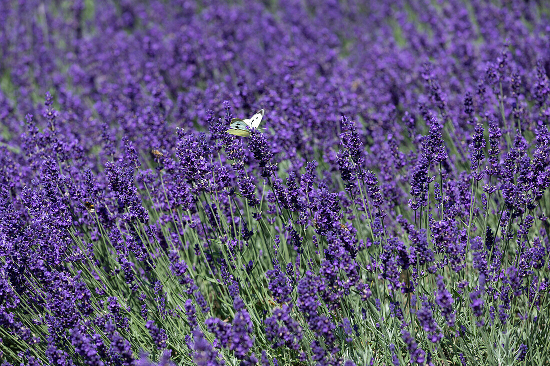 Lavandula angustifolia 'Hidcote Blue'