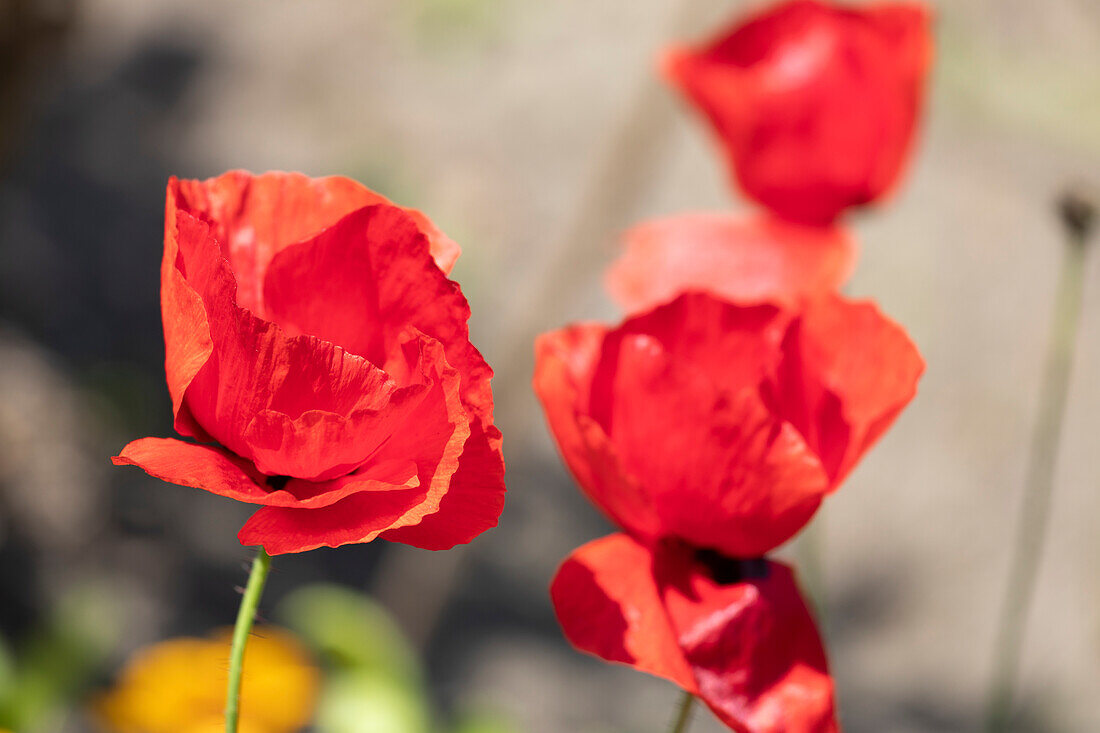 Papaver rhoeas