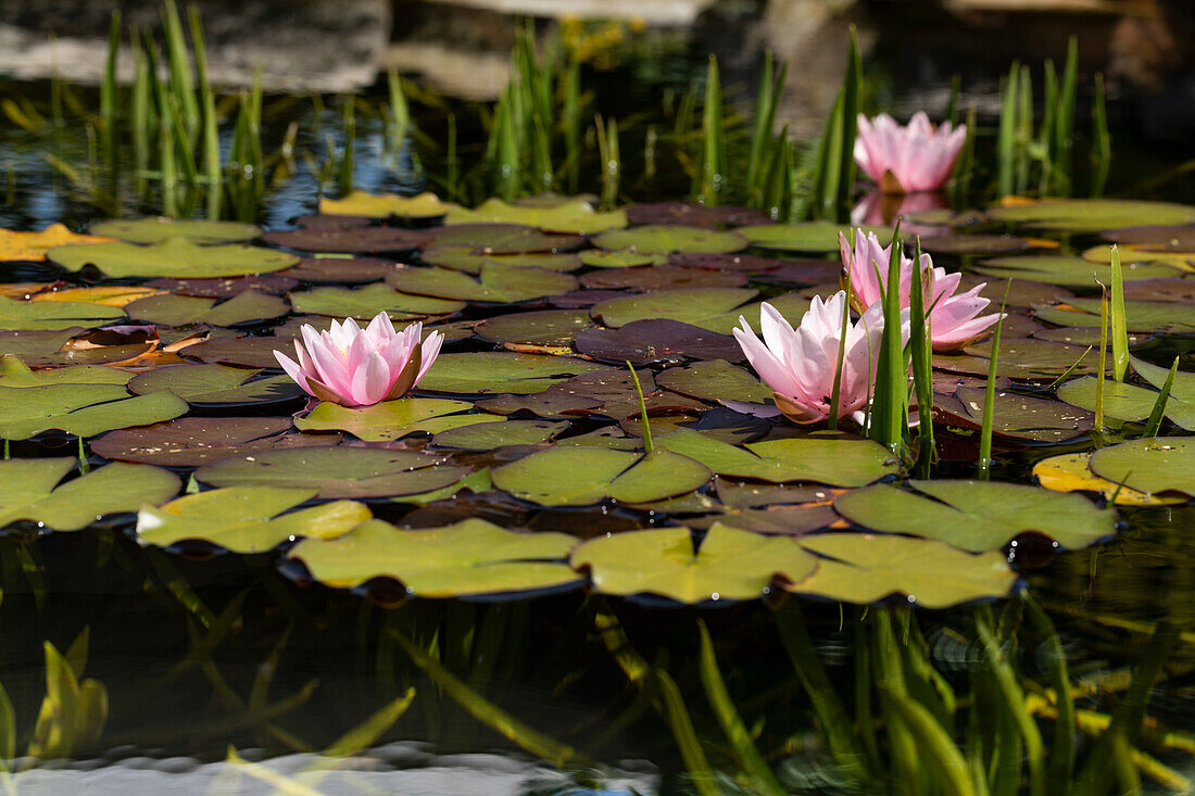 Nymphaea, rosa