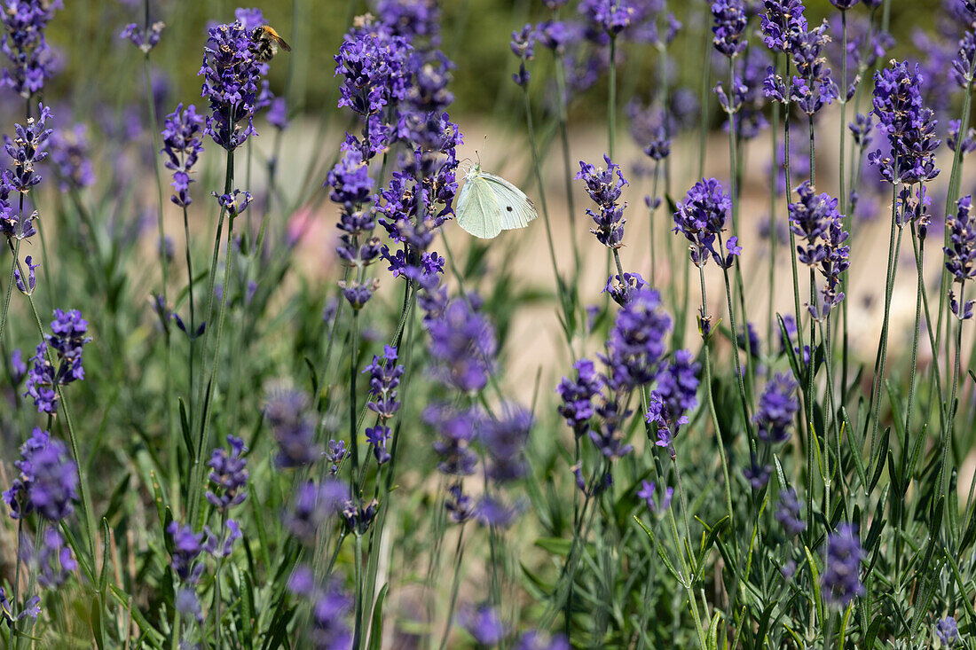 Lavandula angustifolia Lavandula angustifolia Hidcote Blue