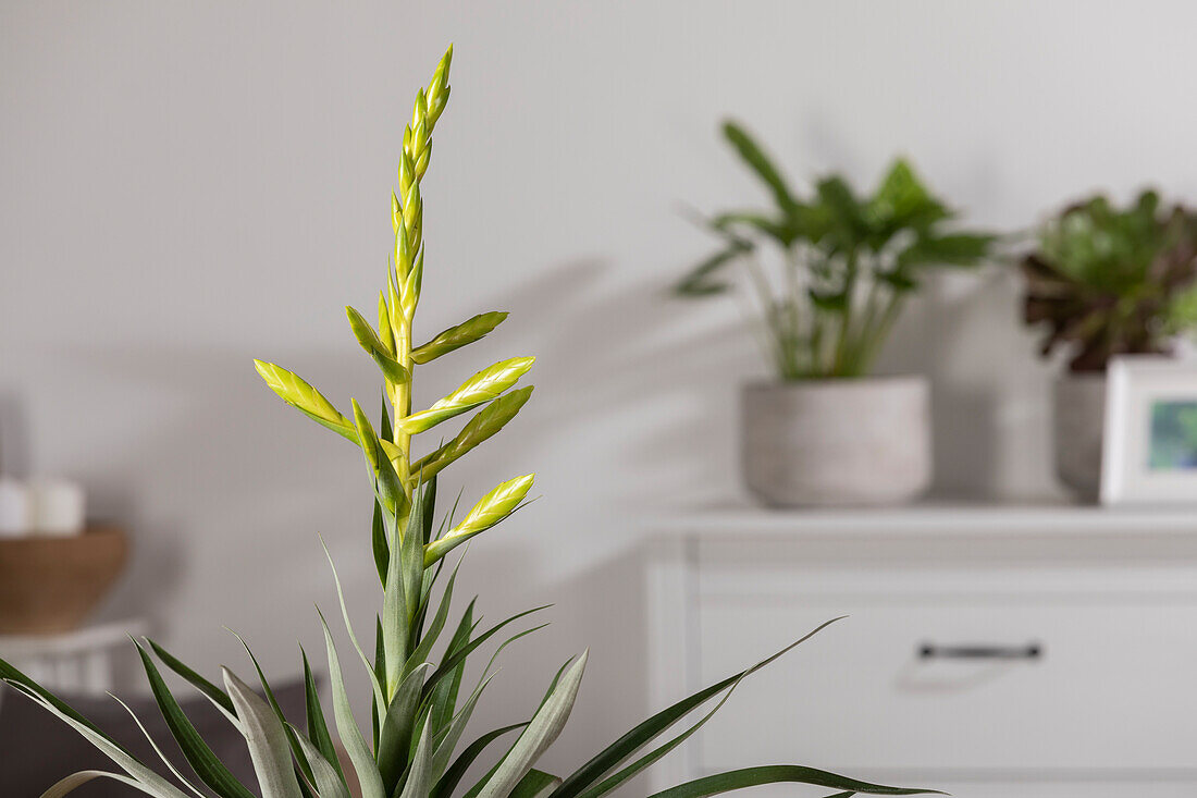 Tillandsia oerstediana