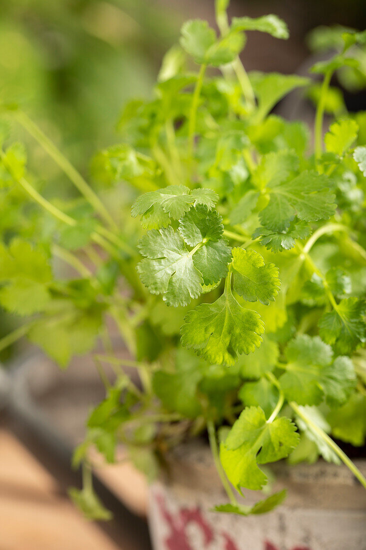 Coriandrum sativum