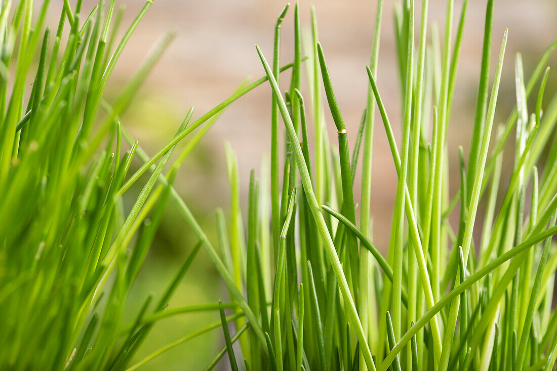 Allium schoenoprasum