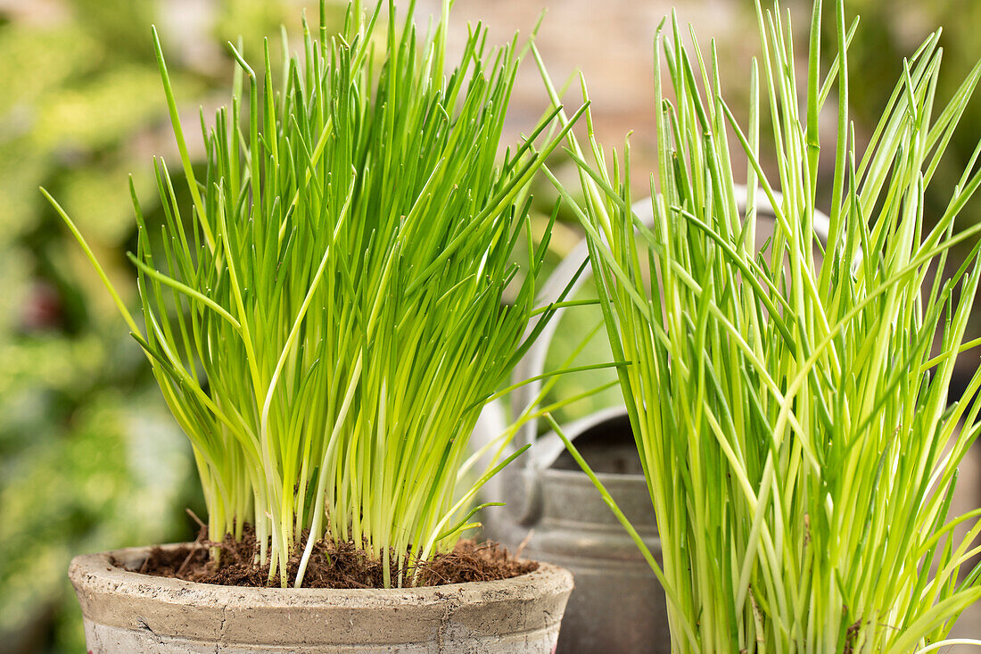 Allium schoenoprasum