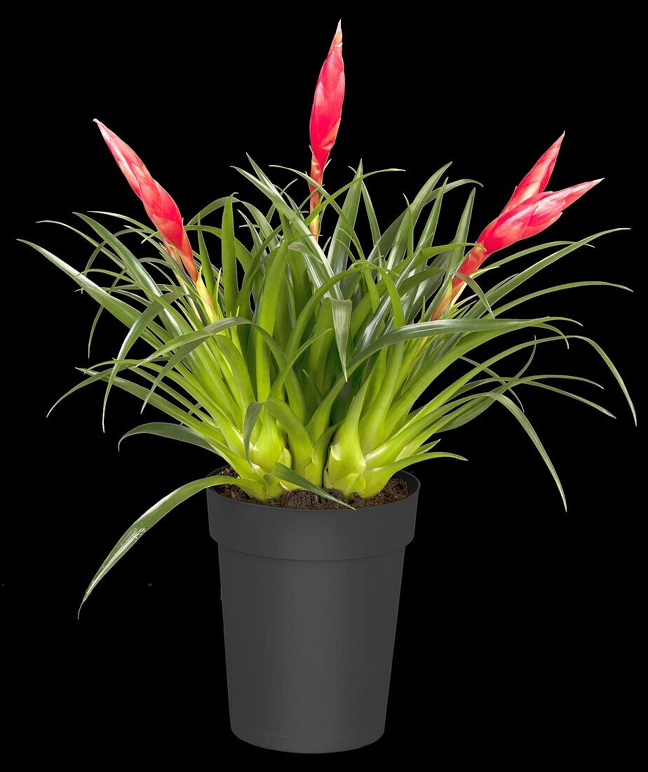 Vriesea Astrid