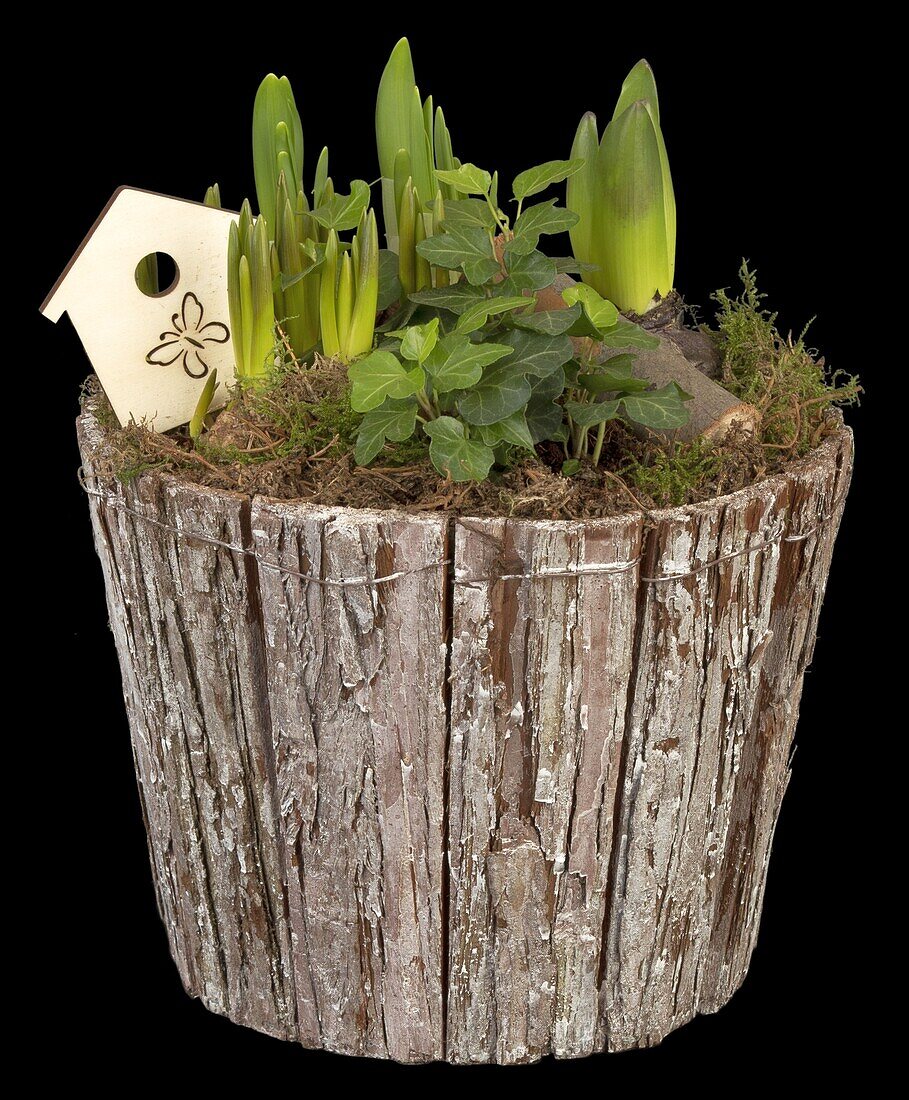 Flower bowl with spring flowers and ivy