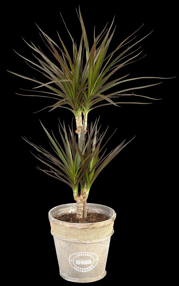 Dracaena marginata