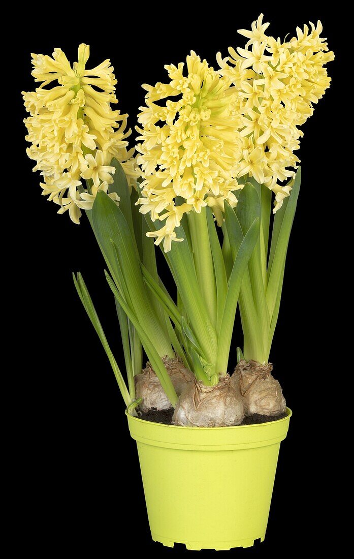 Hyacinthus orientalis 'Gipsy Princess'