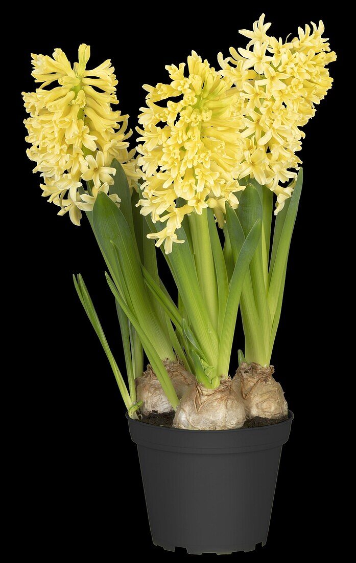 Hyacinthus orientalis 'Gipsy Princess'