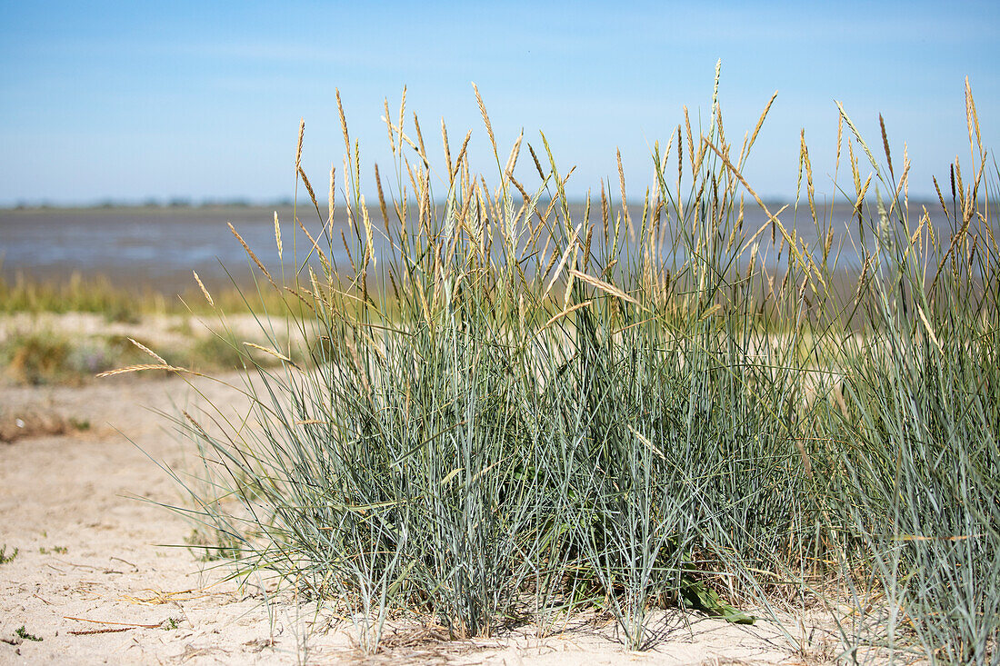 Ammophila