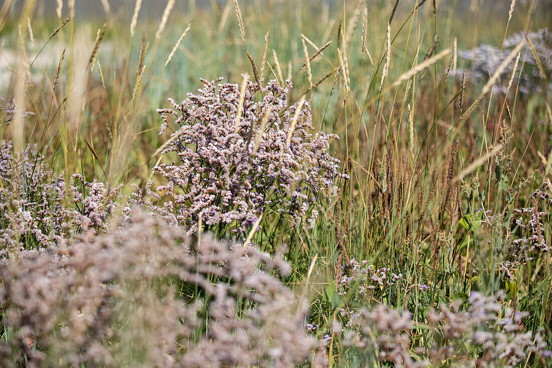 Limonium