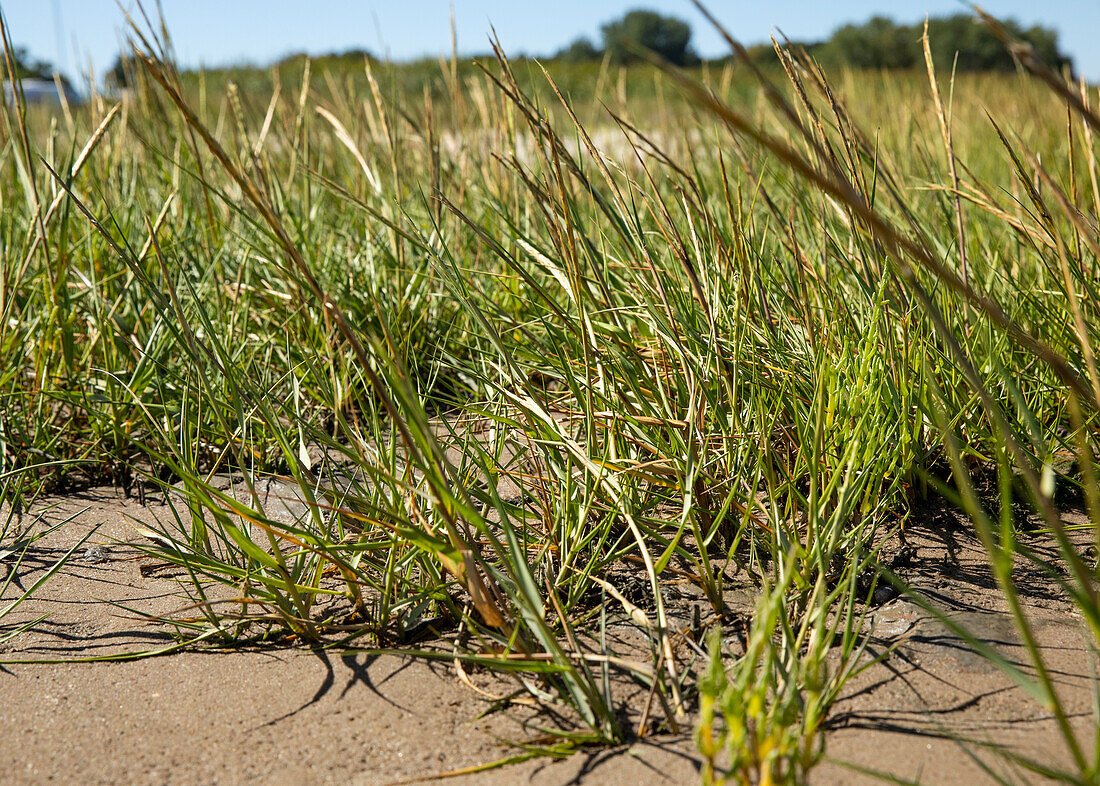 Ammophila arenaria