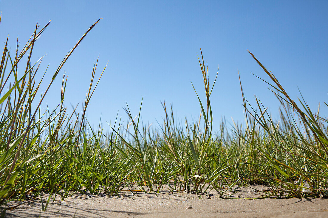 Ammophila arenaria