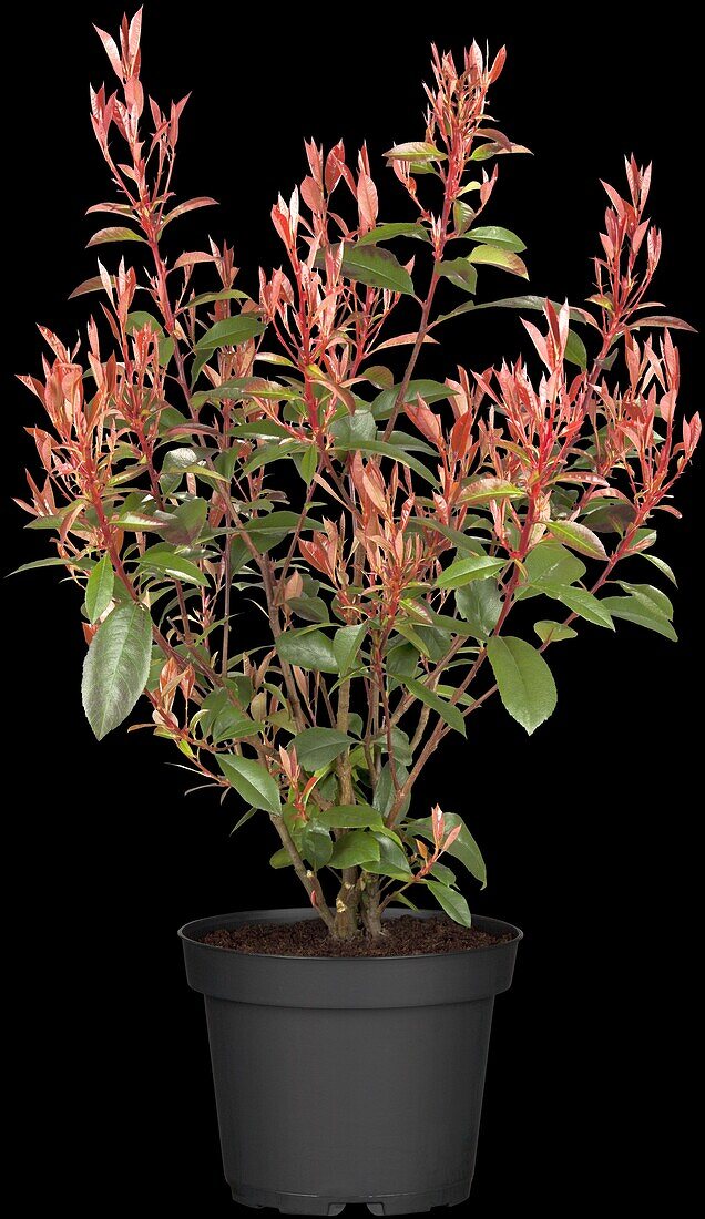 Photinia fraseri 'Compacta'