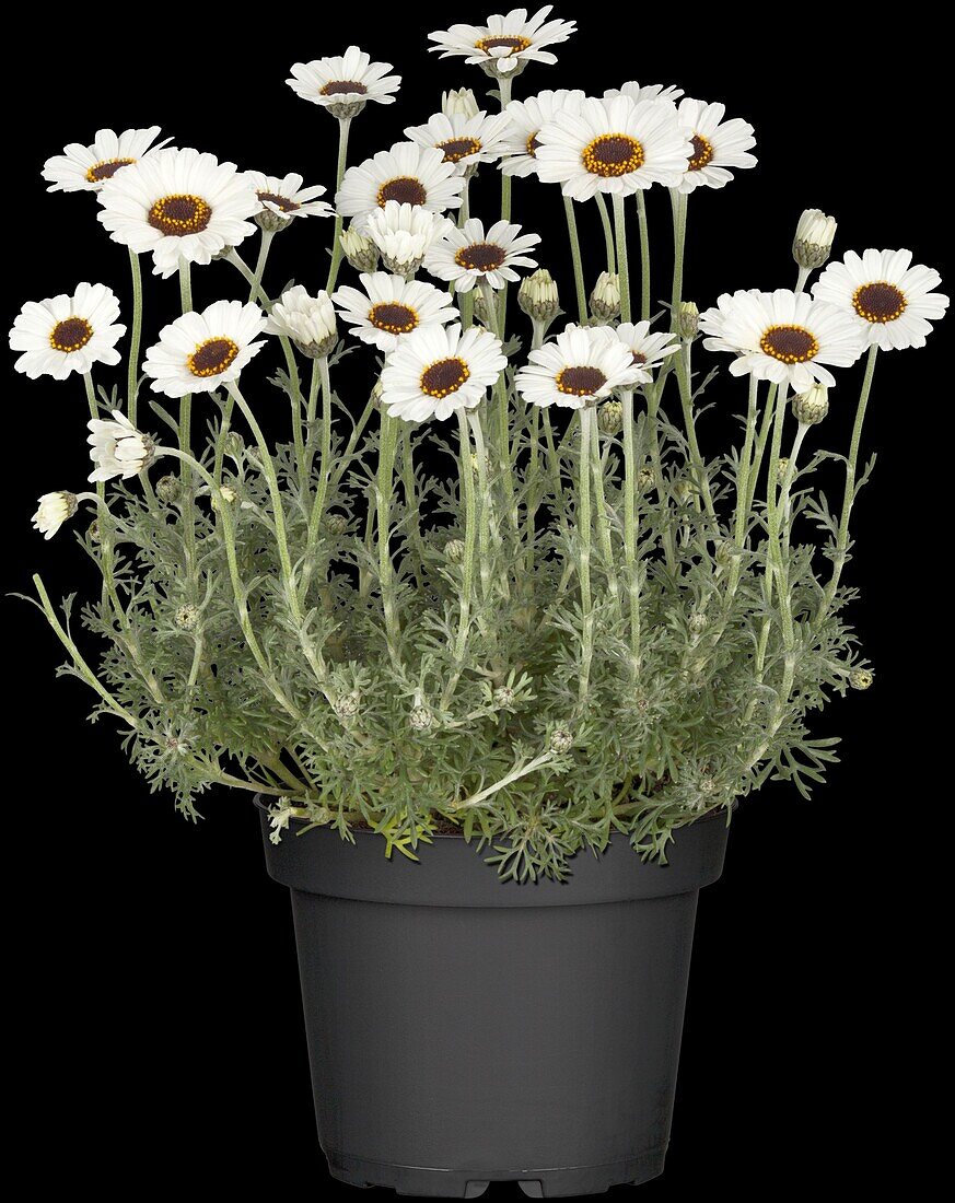 Leucanthemum hosmariense 'Casablanca'