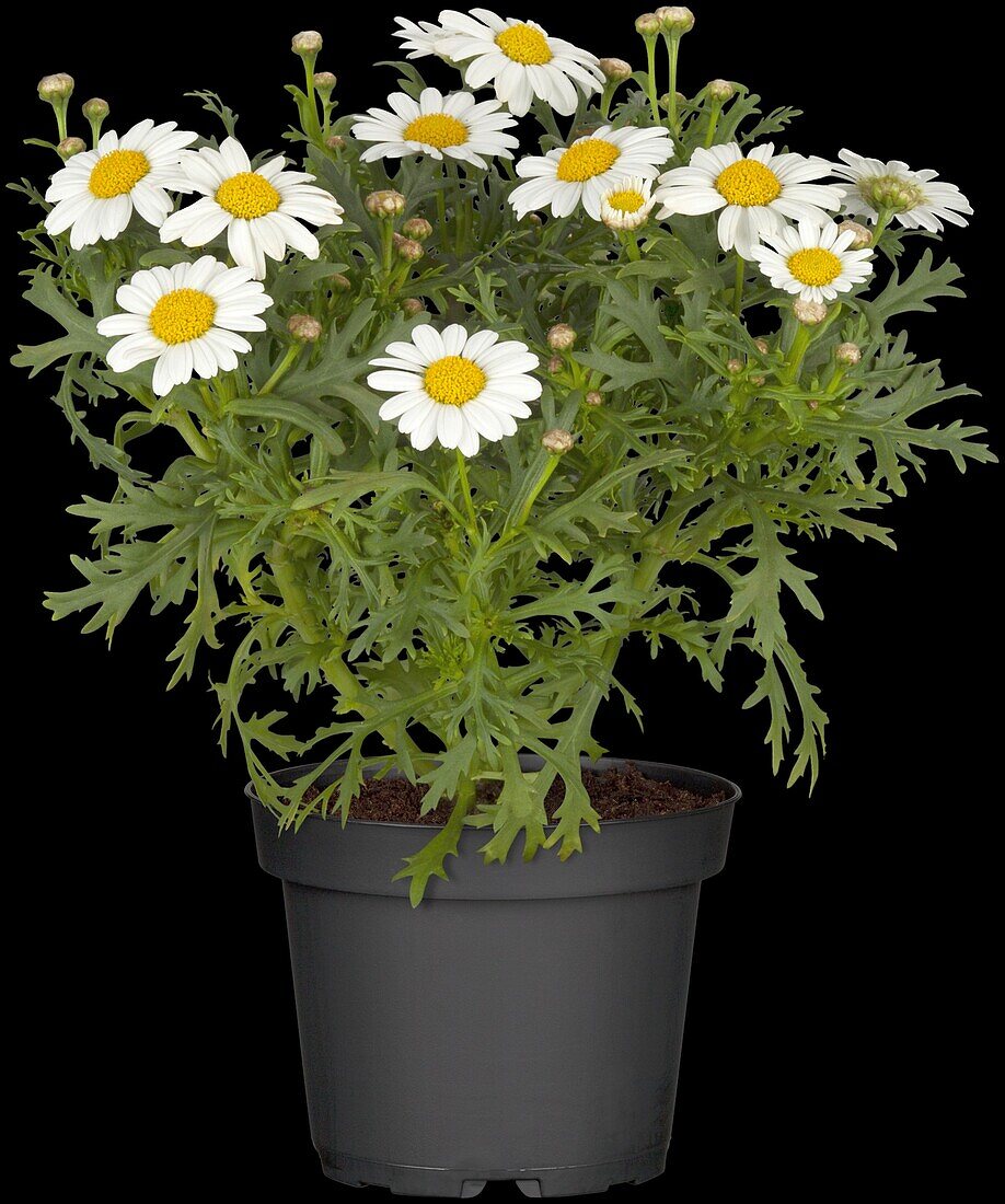 Argyranthemum frutescens, weiß