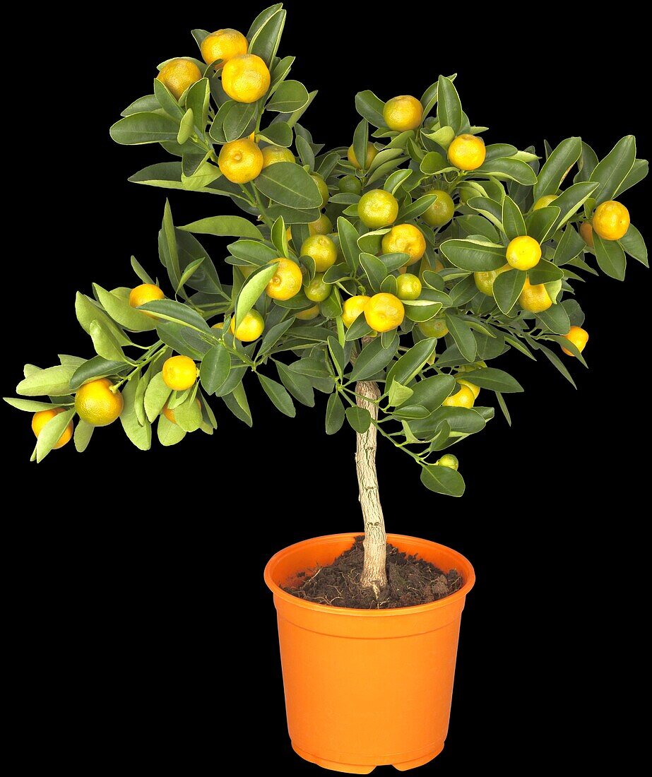 Citrus madurensis, stem