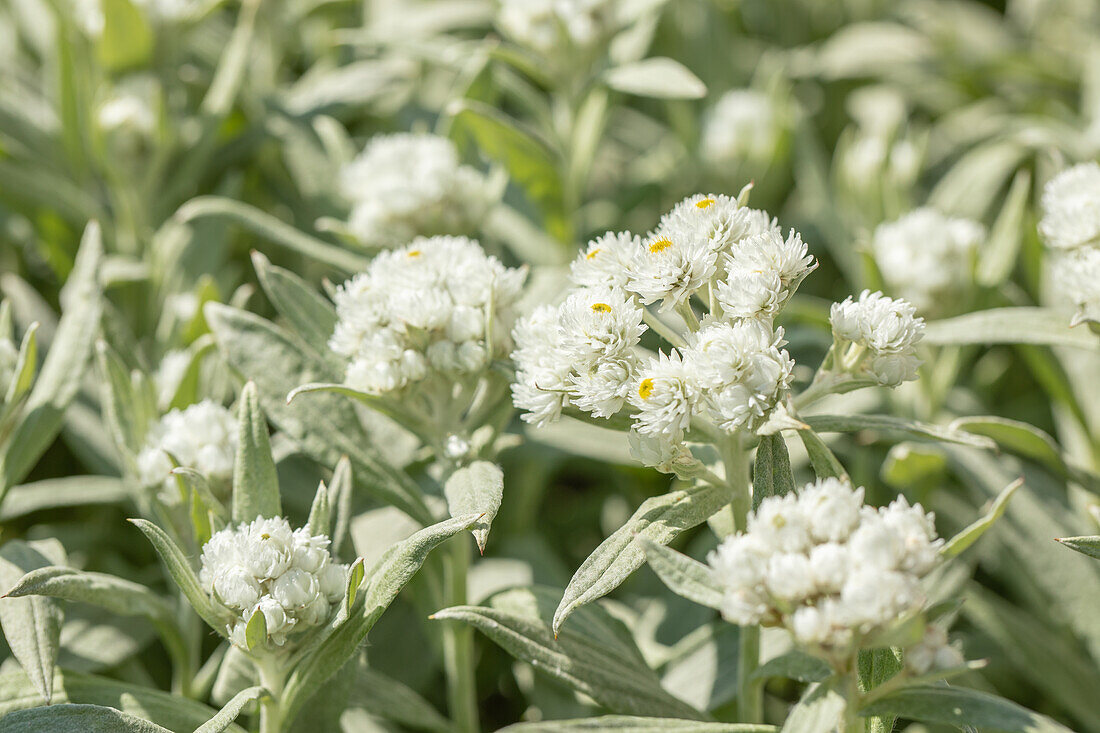 Anaphalis margaritacea 