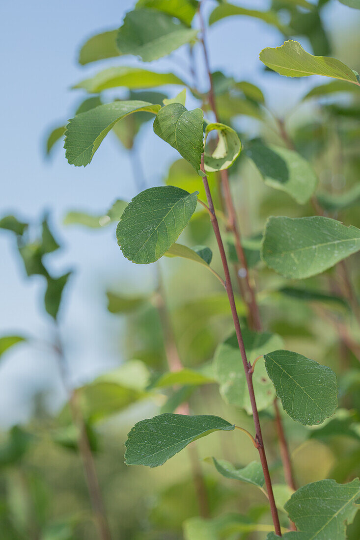 Amelanchier alnifolia 'Obelisk'®