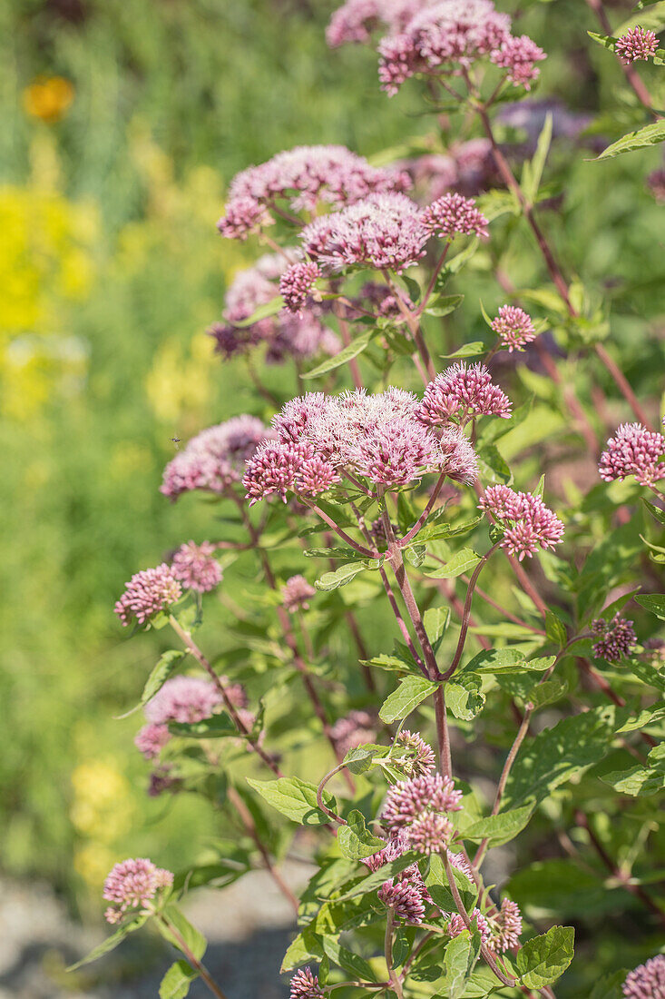 Eupatorium cannabinum