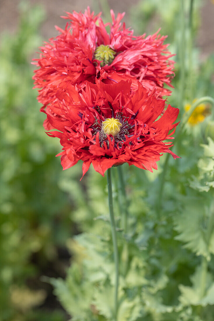 Papaver