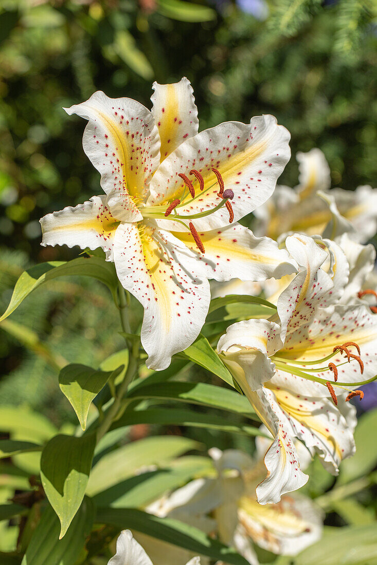 Lilium 'Gold Band'