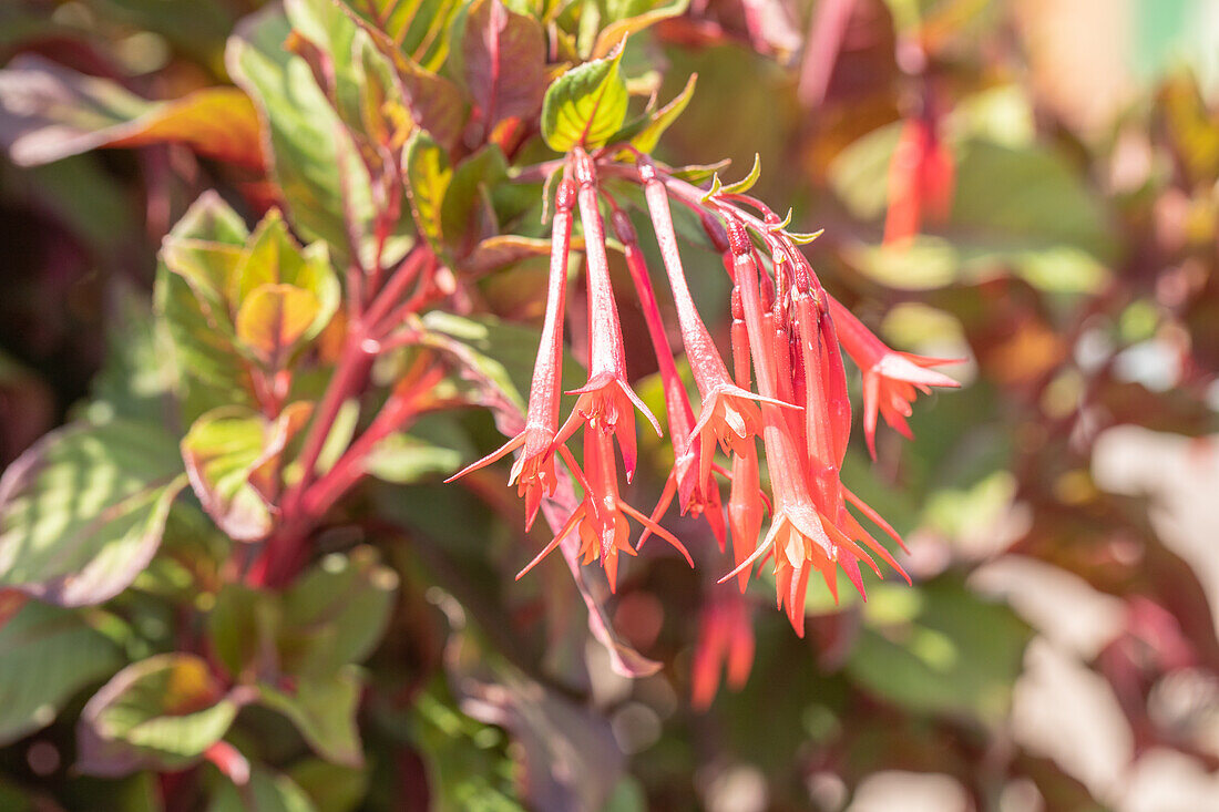 Fuchsia triphylla