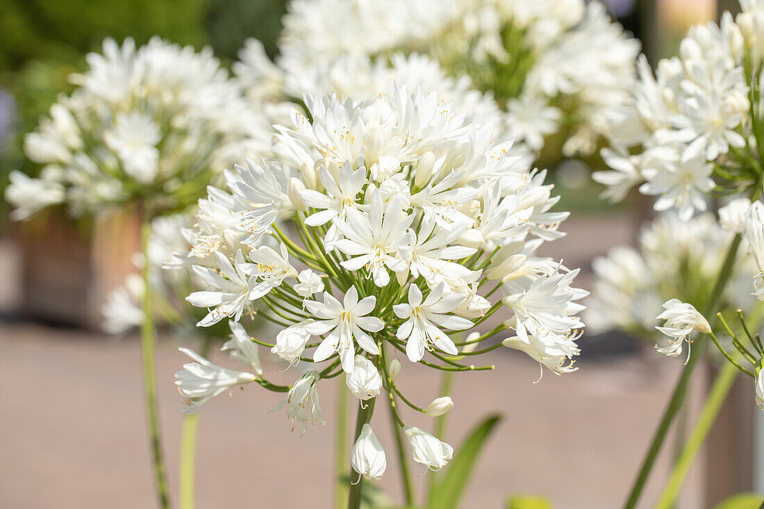 Agapanthus africanus, white