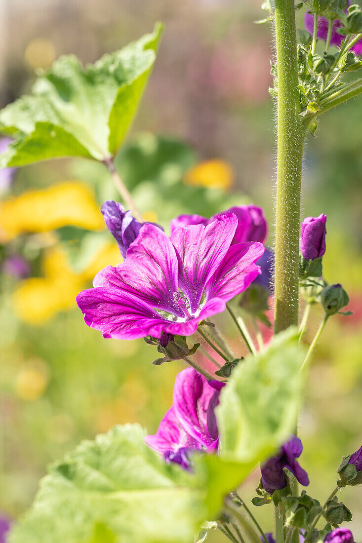 Malva sylvestris, purpurrot