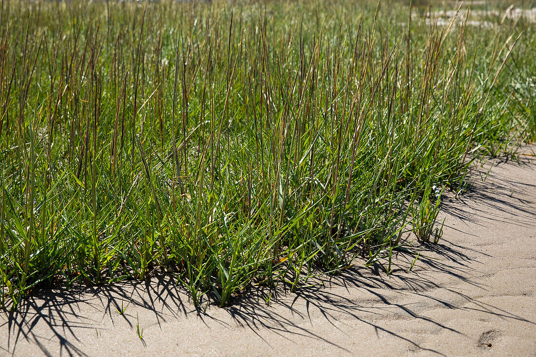 Ammophila arenaria