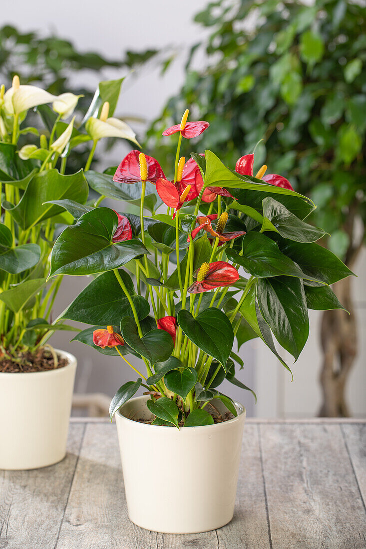 Anthurium x andreanum, rot