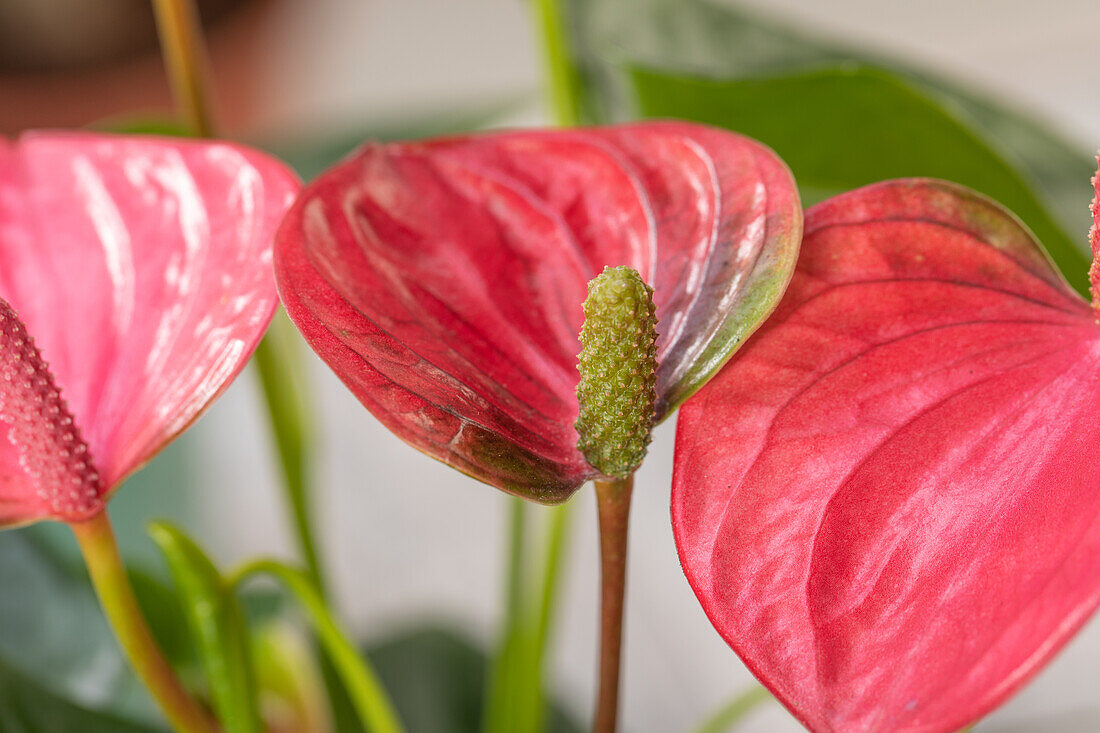 Anthurium x andreanum, pink