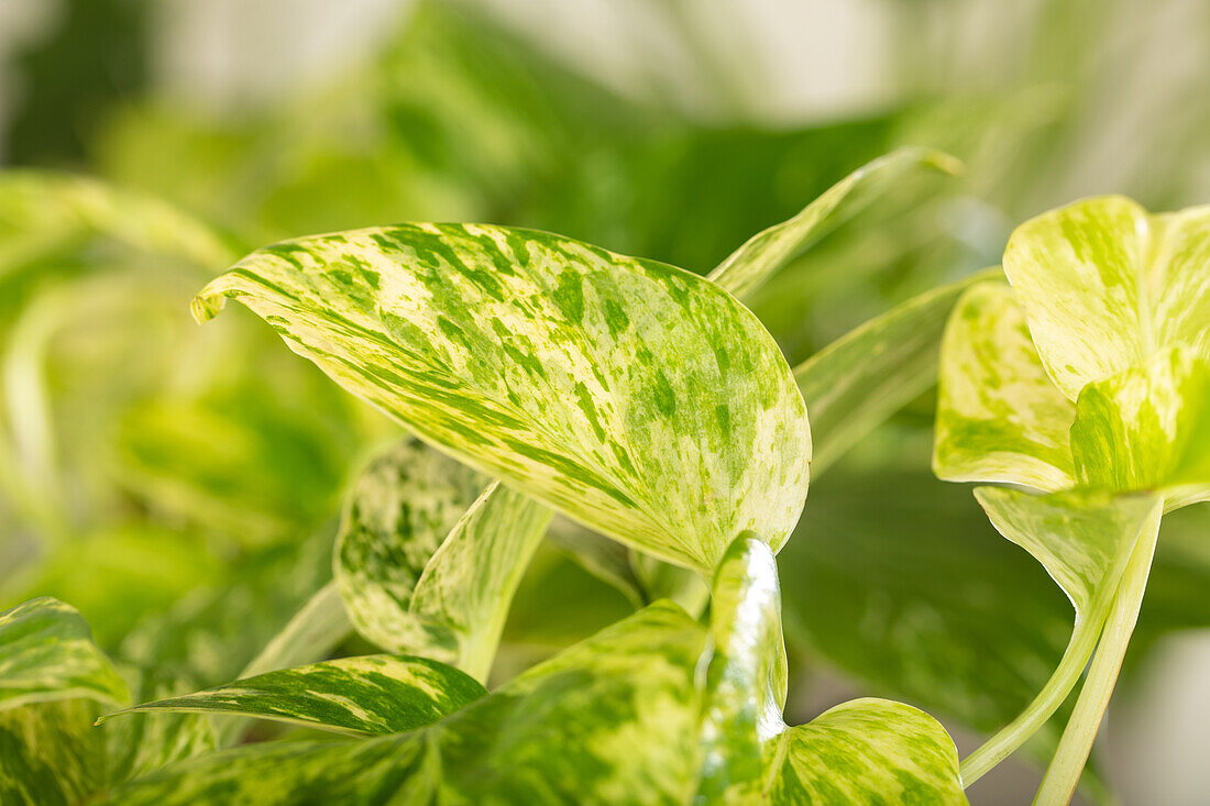 Epipremnum pinnatum 'Marble Queen'