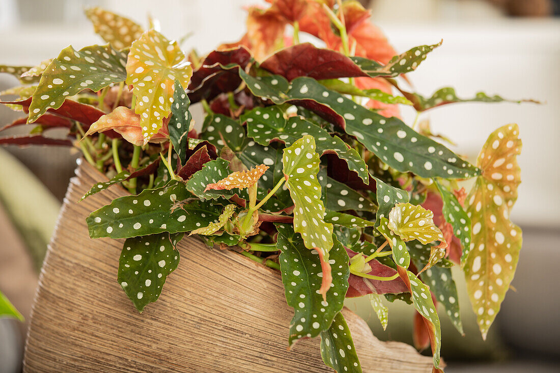 Begonia maculata