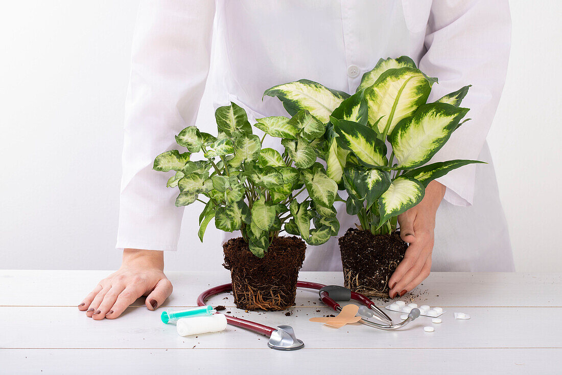 Plant doctor - Stethoscope lying with two plants and a female doctor