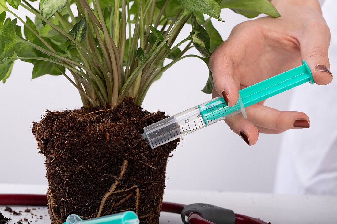 Pflanzendoktor - Stethoskop mit Pflanze und Spritze
