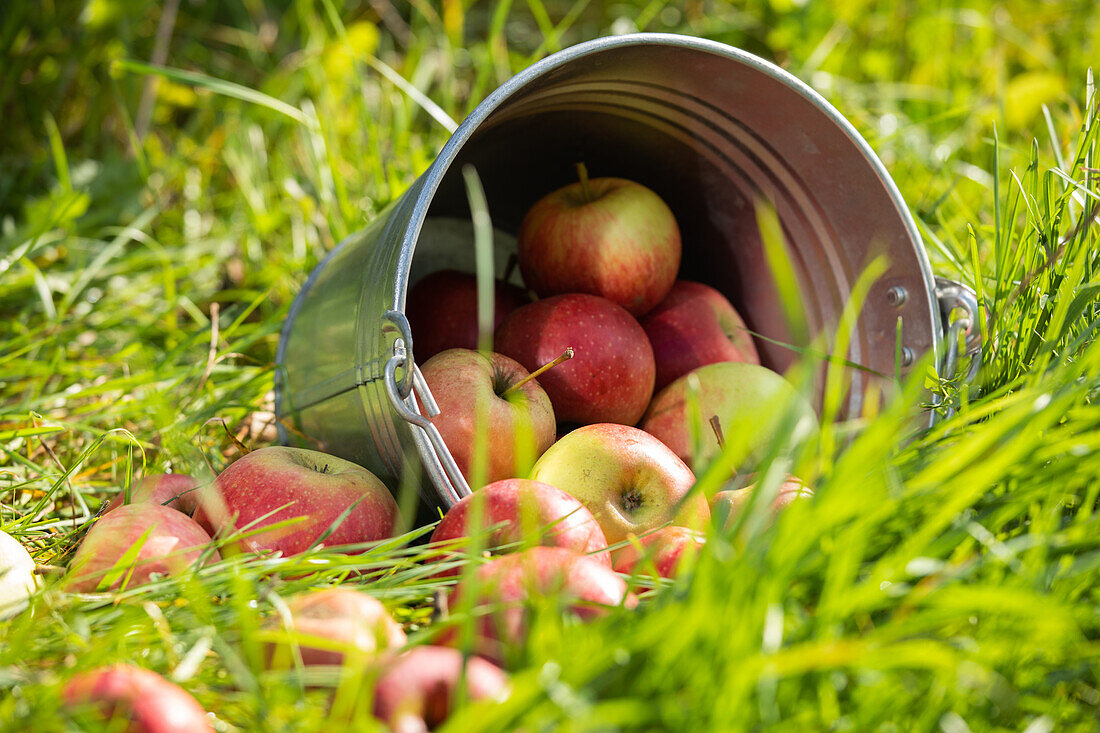 Apples in a bucket