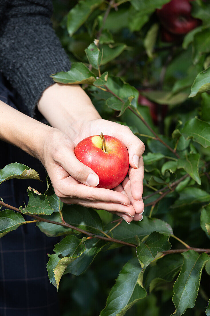 Apfel in der Hand