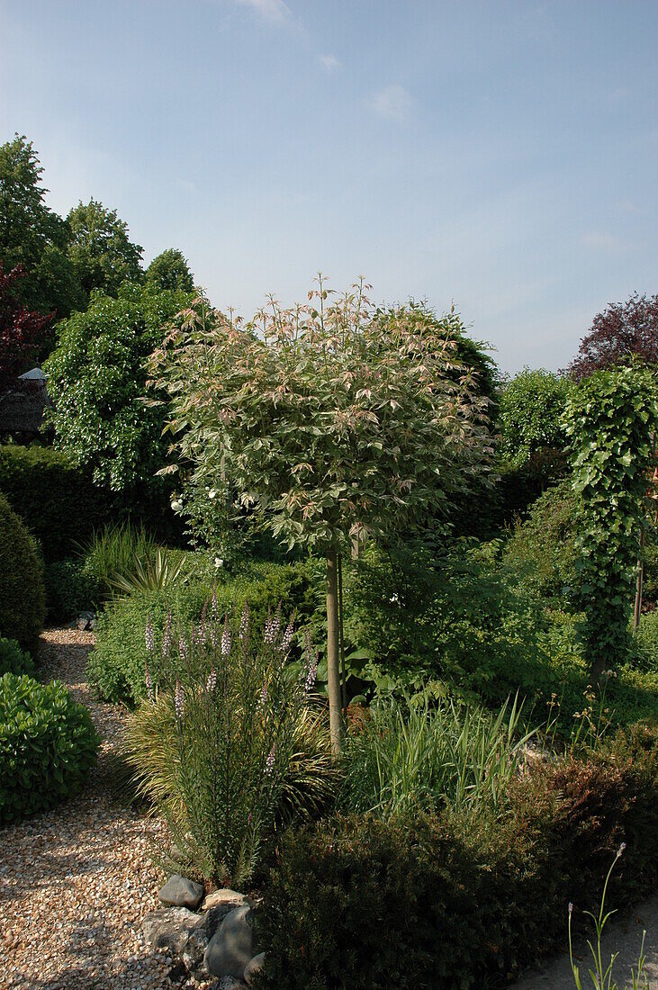 Acer negundo 'Flamingo', stem