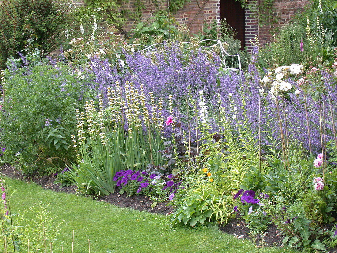 Nepeta, Sisyrinchium striatum