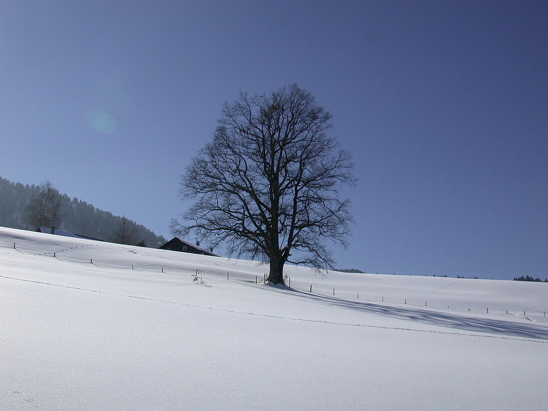 Deciduous tree in winter