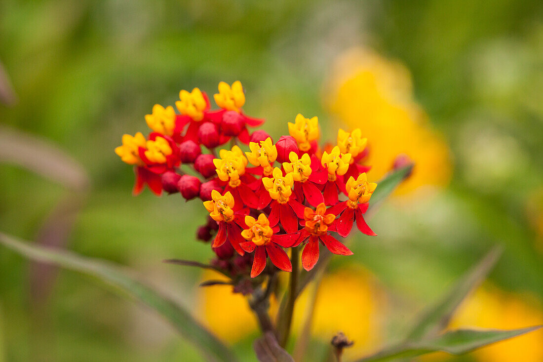 Asclepias curassavica Rocket