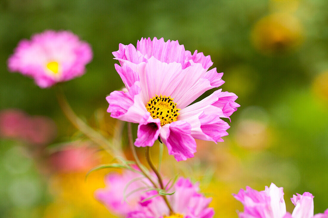 Cosmos bipinnatus 'Double Click', pink