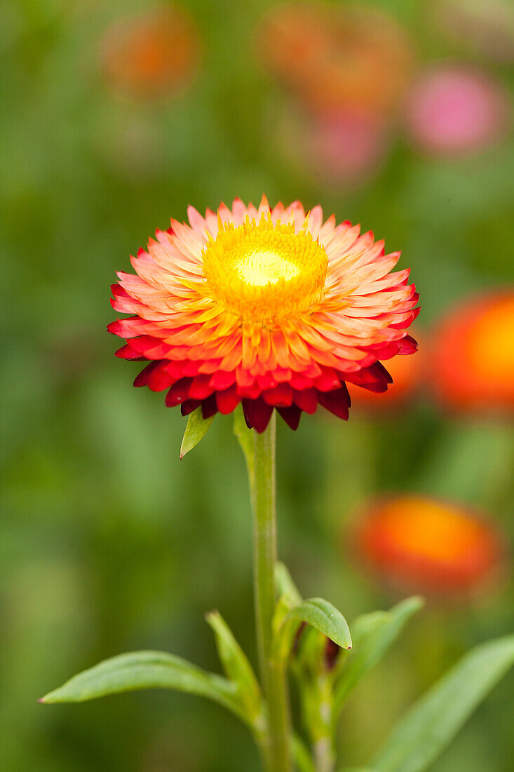 Helichrysum bracteatum, red