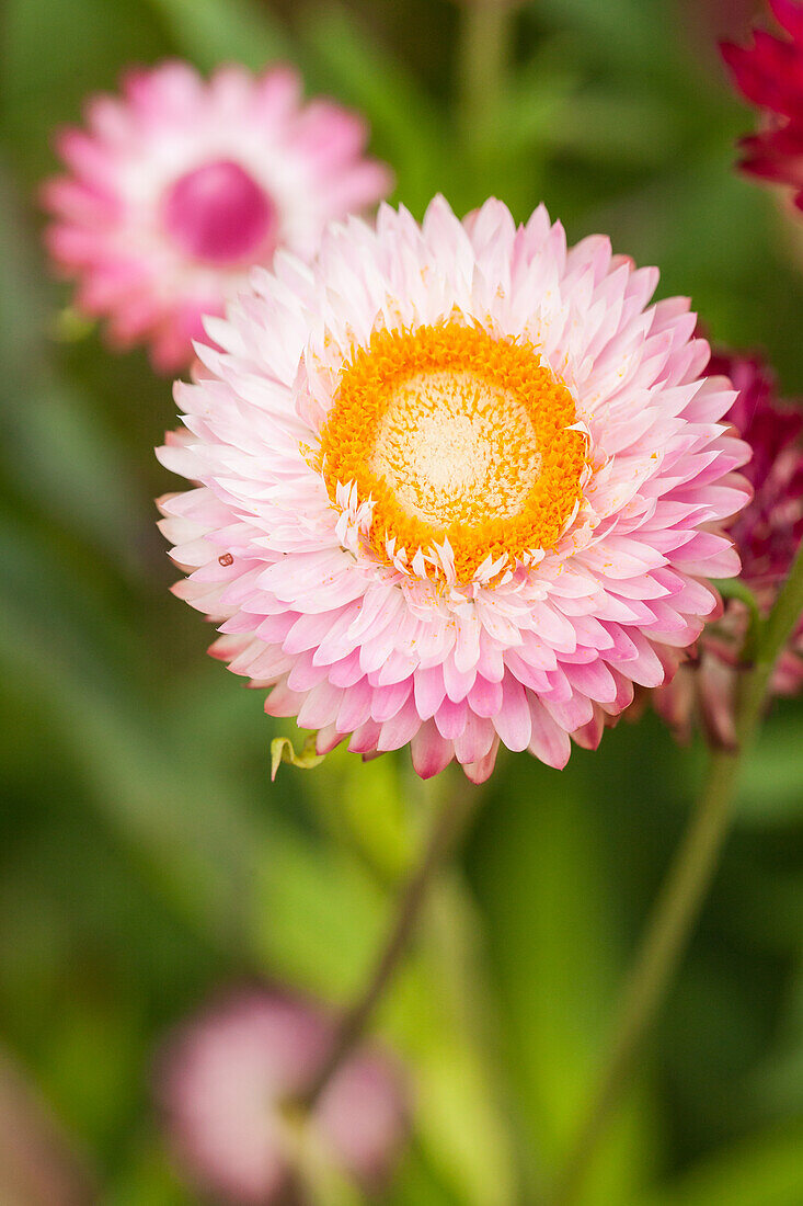 Helichrysum bracteatum Silvery Rose