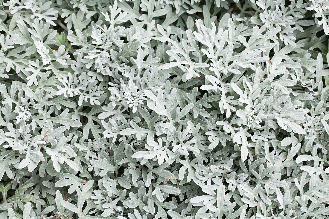 Senecio cineraria